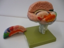 Gehirn01